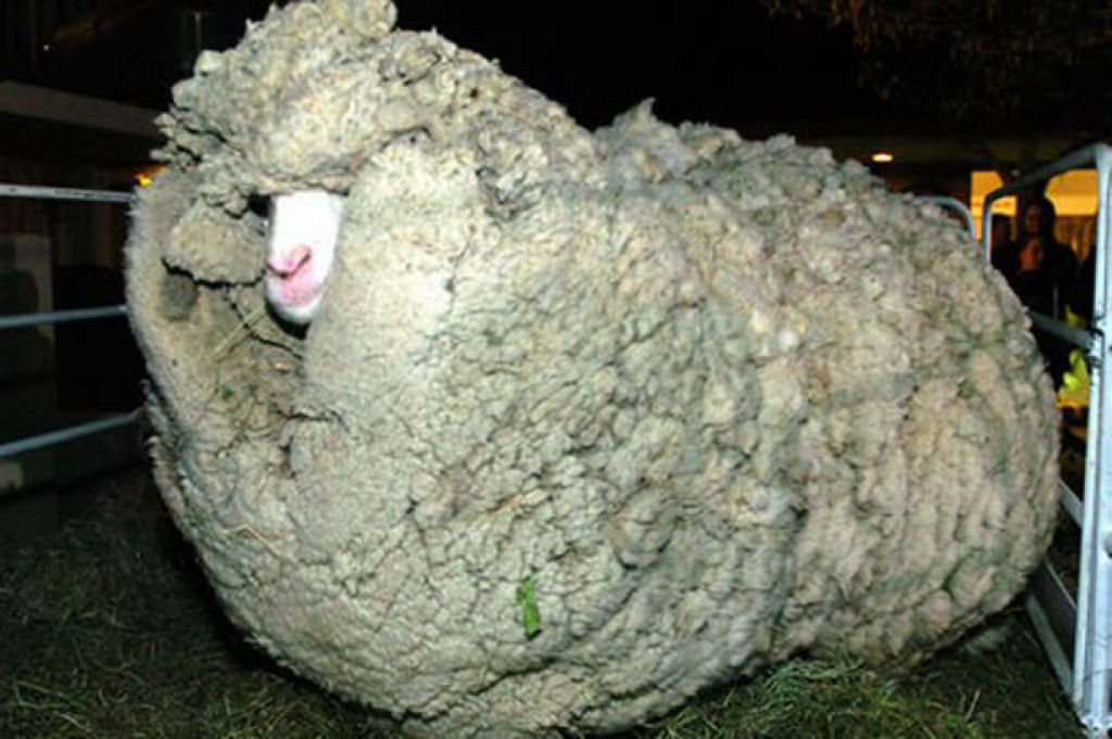 Shrek, a ovelha que fugiu da tosa por 6 anos 03