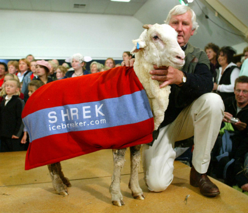 Shrek, a ovelha que fugiu da tosa por 6 anos 09