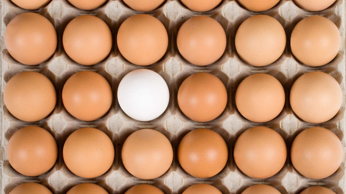 Ovos marrons versus ovos brancos: qual é a diferença?