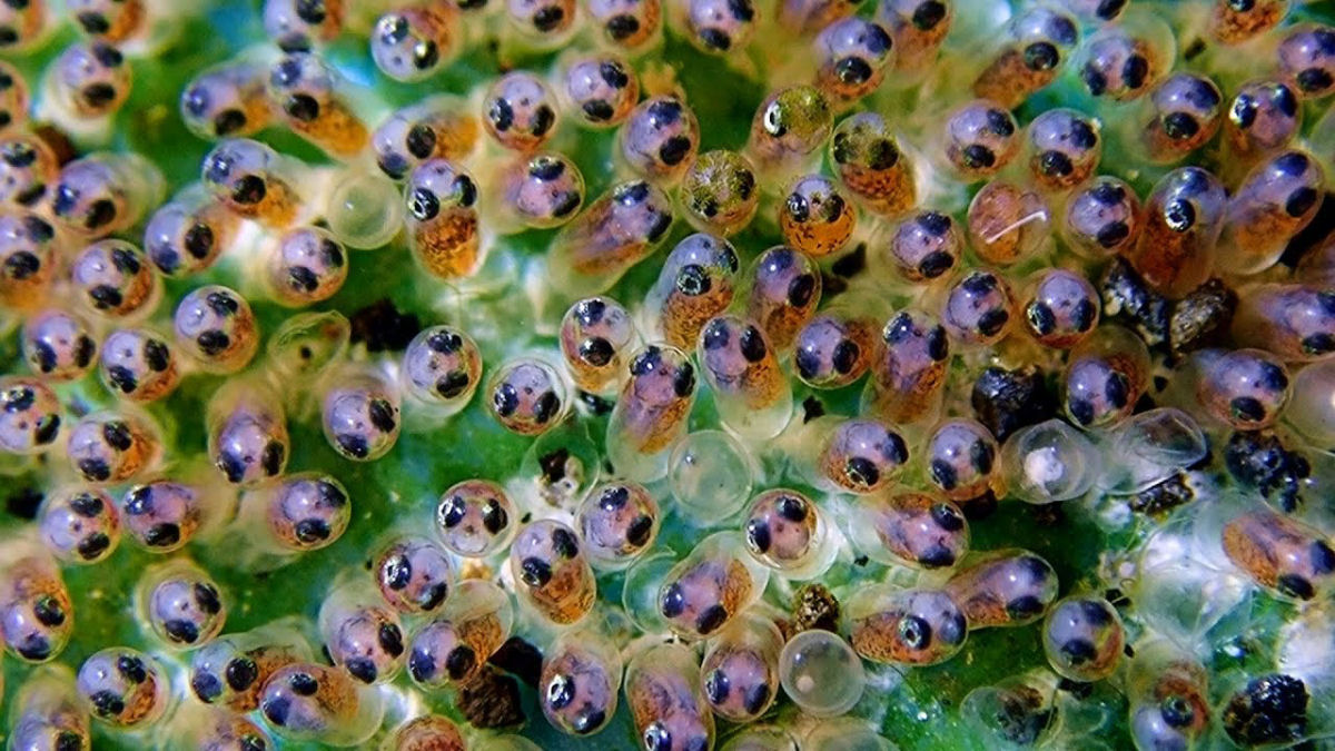 Imagens fascinantes mostram filhotes de peixe-palhaço nascendo