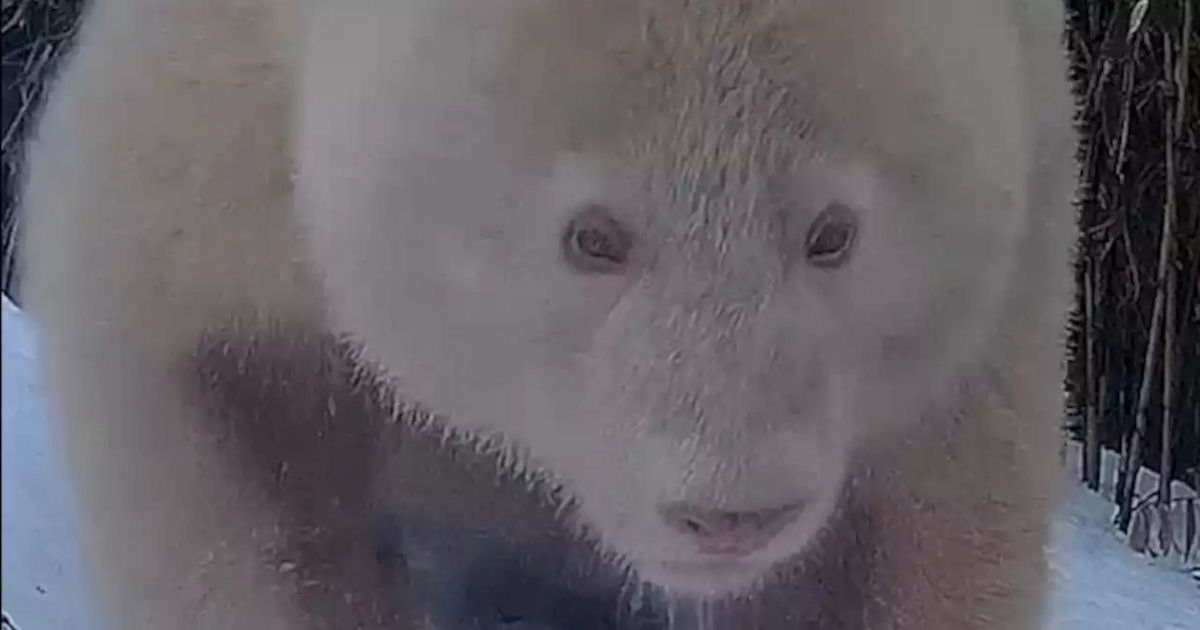 O nico panda albino do mundo  flagrado pela cmera 4 anos aps primeira observao