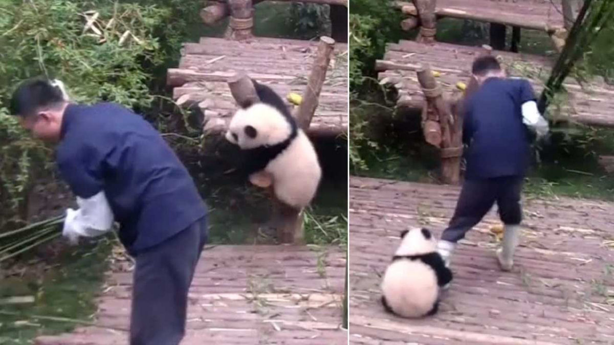 Pandas fofos e grudentos não deixam seus zeladores trabalhar