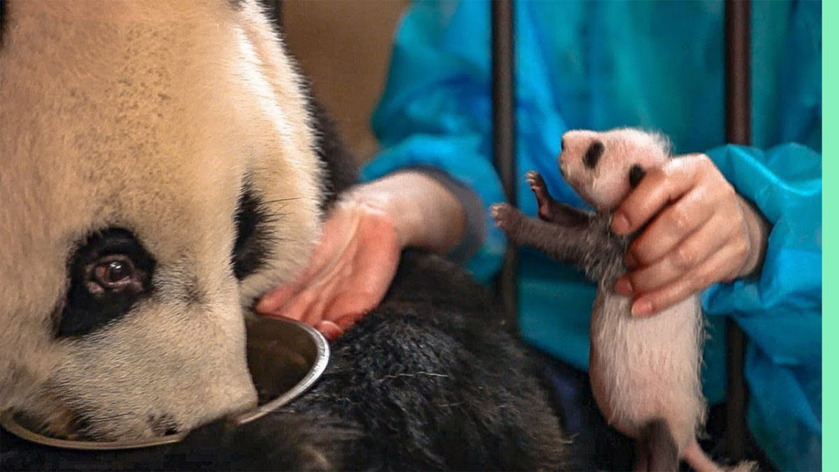 Veja como uma mãe panda cuida de seus filhotes gêmeos recém-nascidos