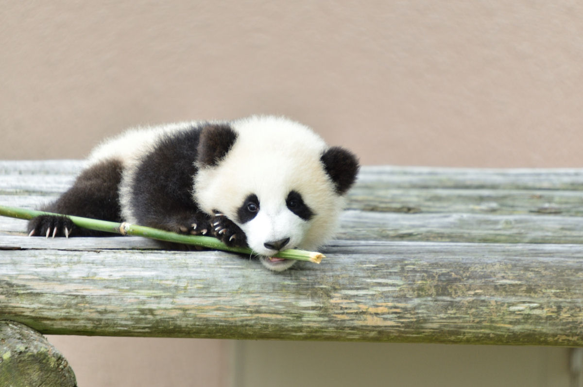 Pandas-gigantes travessos no deixam a zeladora trabalhar