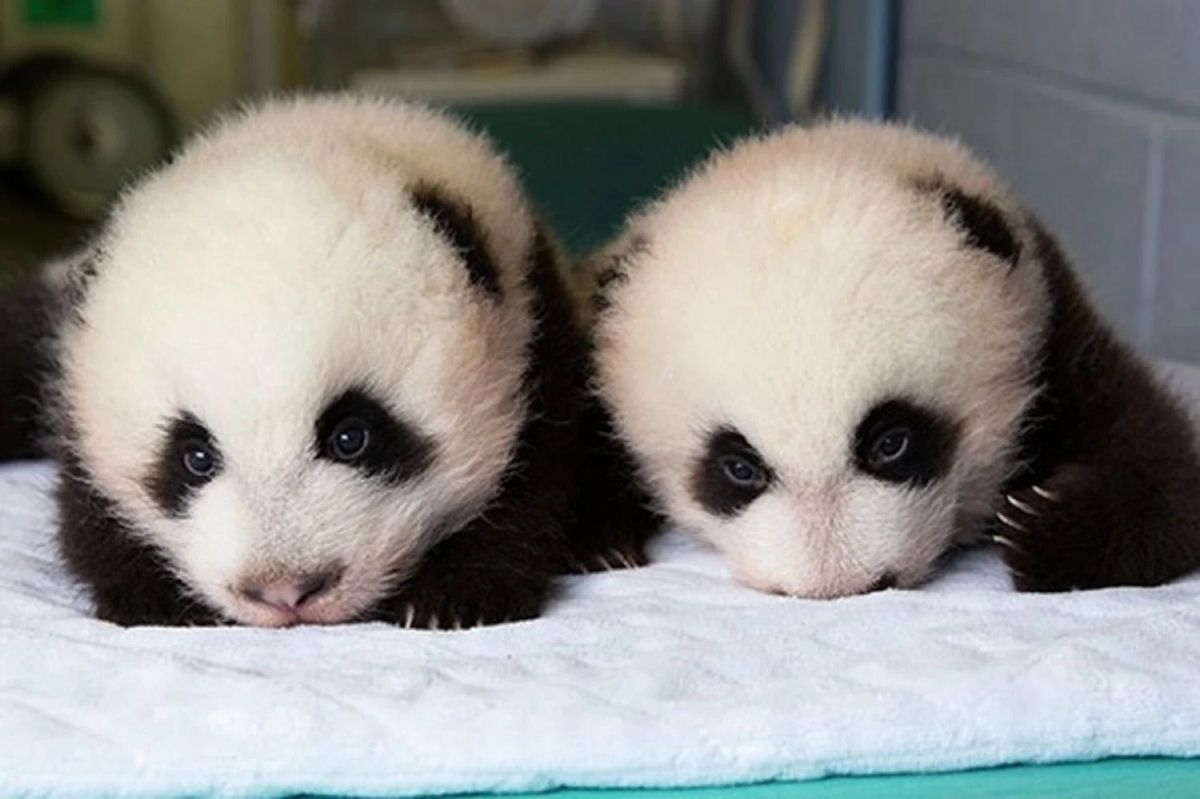 M�es panda s� descobrem que tiveram g�meos meses depois do parto