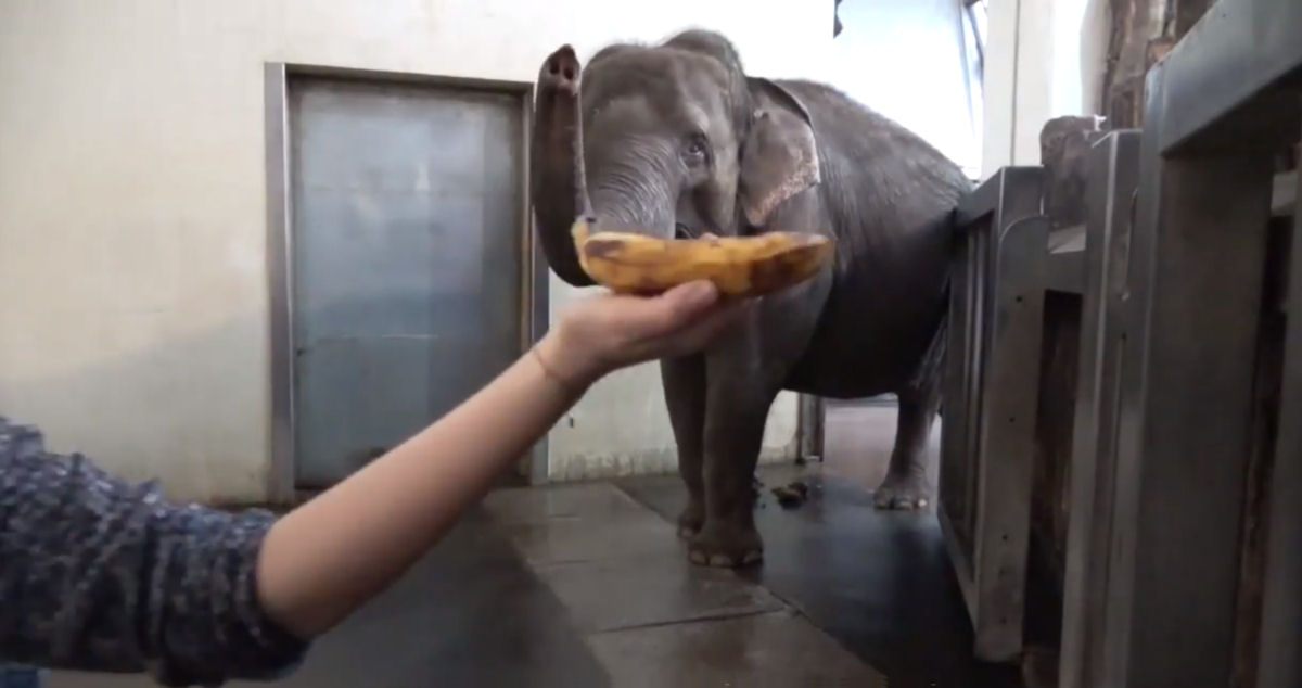 Elefanta no zoo de Berlim aprende a descascar bananas observando humanos