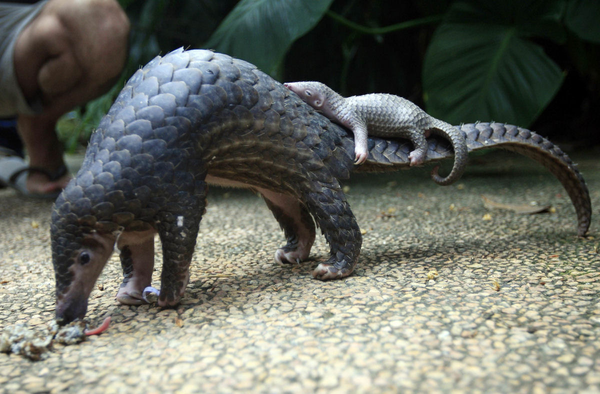 A biologia incrvel do pangolim ameaado de extino