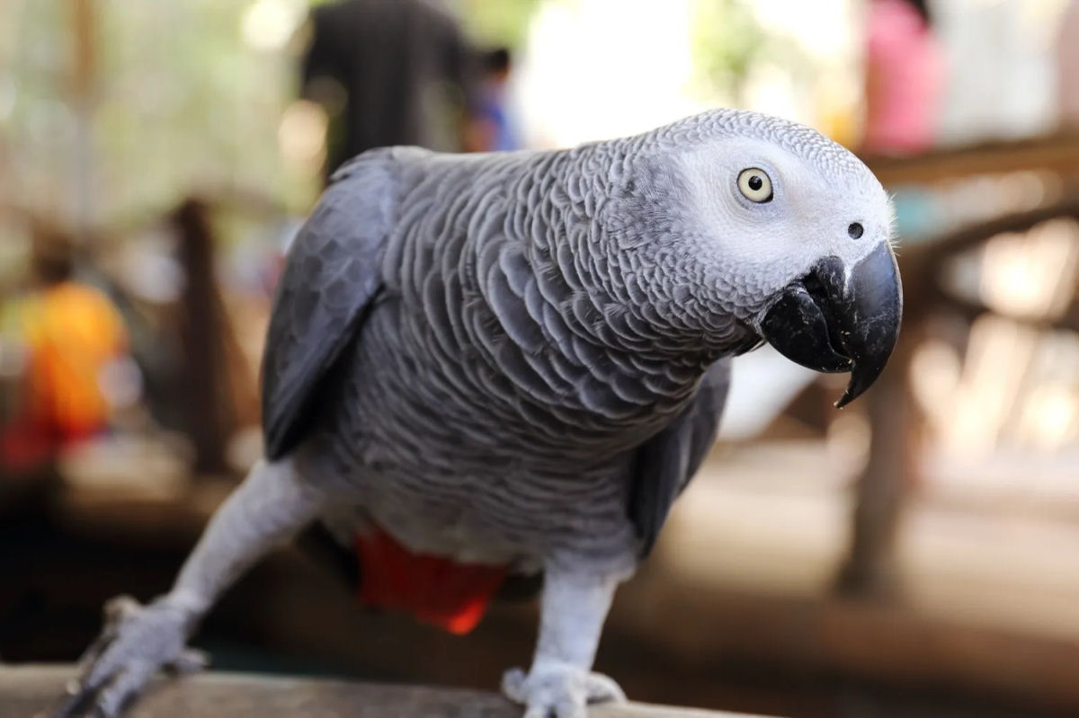 O papagaio-cinza Apollo provavelmente  o mais inteligente do mundo