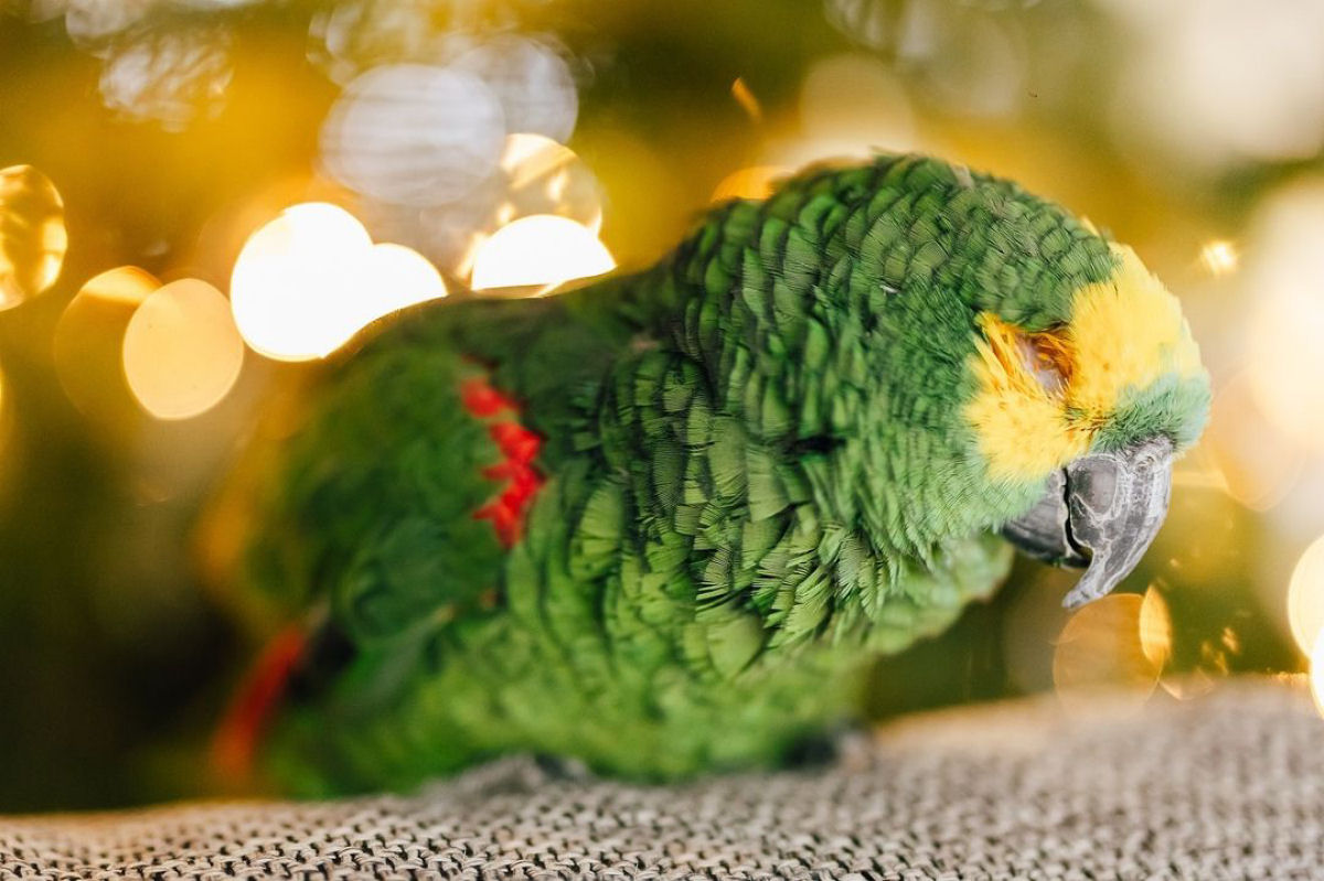 Um papagaio cego de 84 anos encontra um lar permanente e amoroso aps anos de abuso