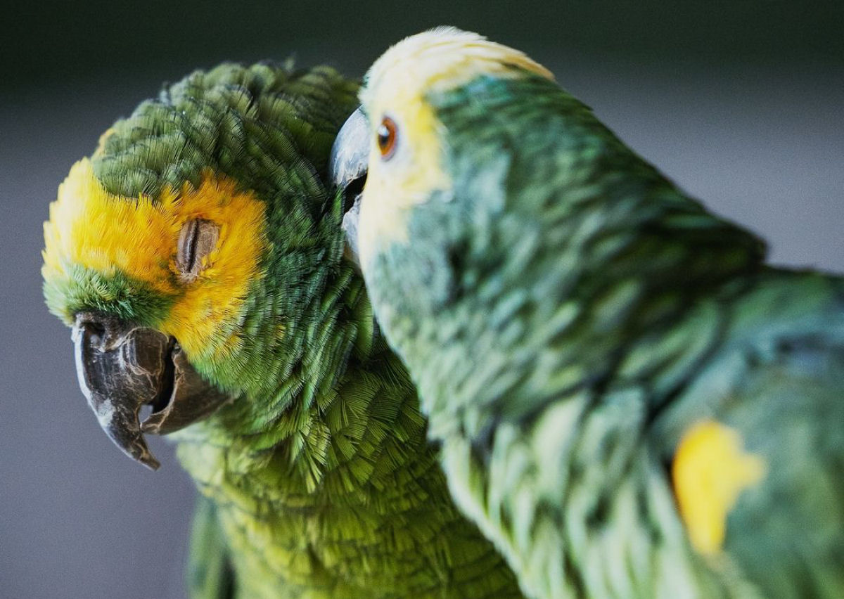 Um papagaio cego de 84 anos encontra um lar permanente e amoroso aps anos de abuso