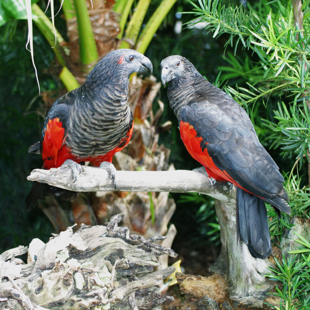 Os papagaios-de-Drcula devem ser as aves mais gticas da Terra