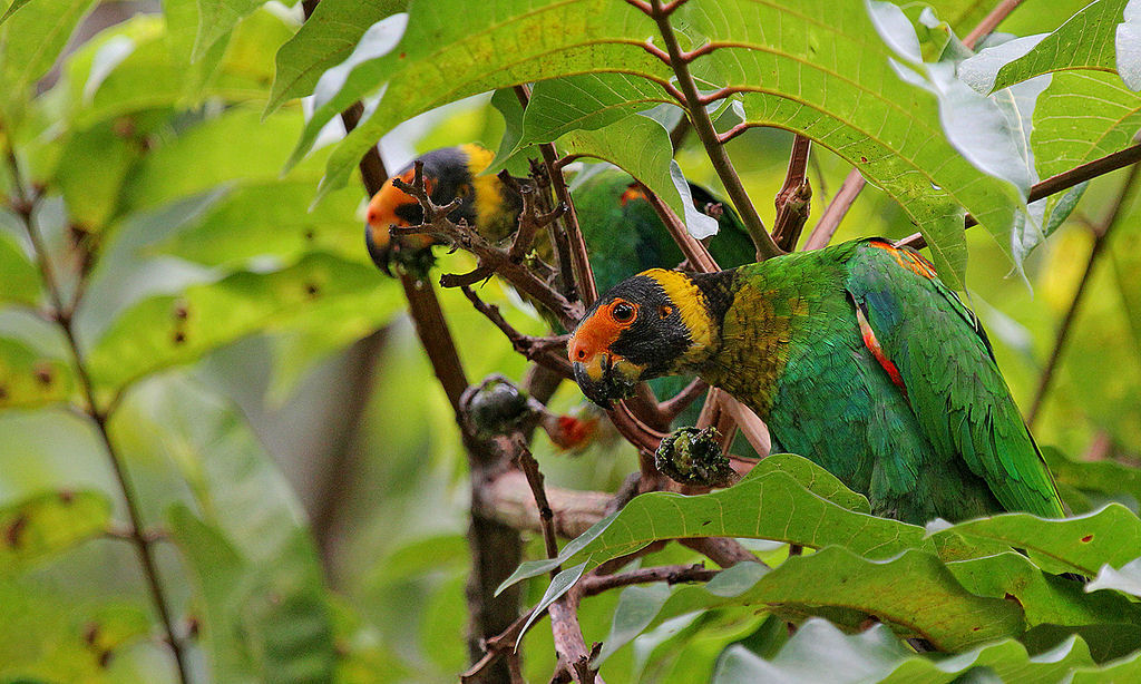 Os papagaios de Drcula devem ser as aves mais gticas da Terra