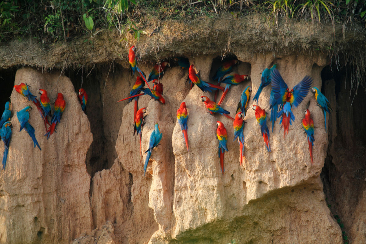 Papagaios-lameiros, as coloridas aves que tem o costume de comer argila na Floresta Amaznica