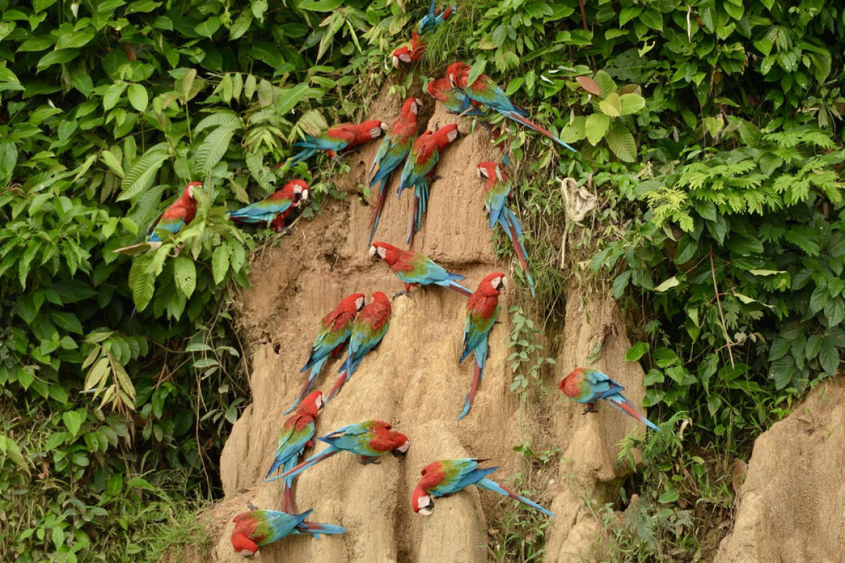 Papagaios-lameiros, as coloridas aves que tem o costume de comer argila na Floresta Amaznica