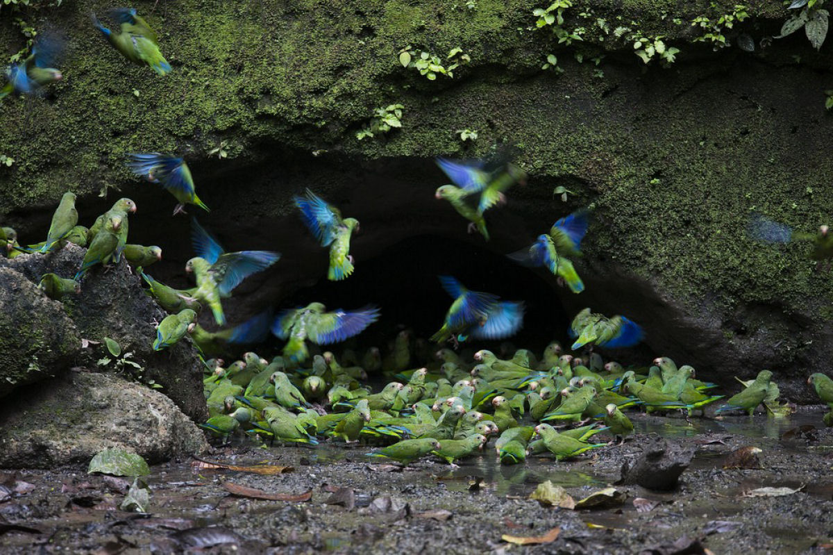 Papagaios-lameiros, as coloridas aves que tem o costume de comer argila na Floresta Amaznica