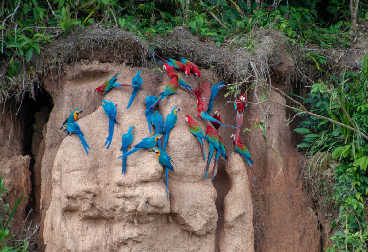 Papagaios-lameiros, as coloridas aves que tem o costume de comer argila na Floresta Amaznica