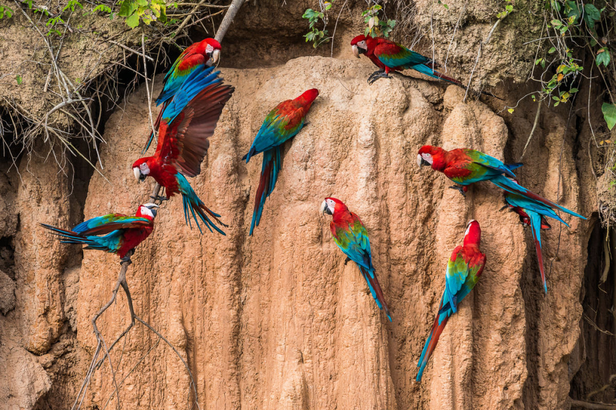 Papagaios-lameiros, as coloridas aves que tem o costume de comer argila na Floresta Amaznica