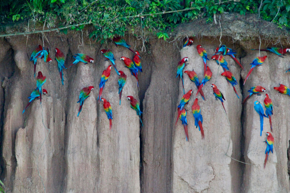 Papagaios-lameiros, as coloridas aves que tem o costume de comer argila na Floresta Amaznica