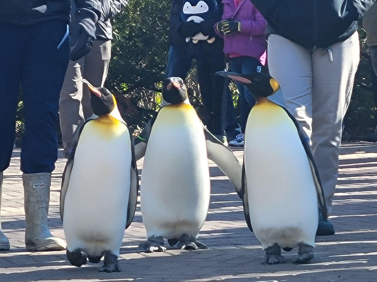Pinguins aposentados do zoolgico de Cincinnati desfilam adoravelmente pela rua