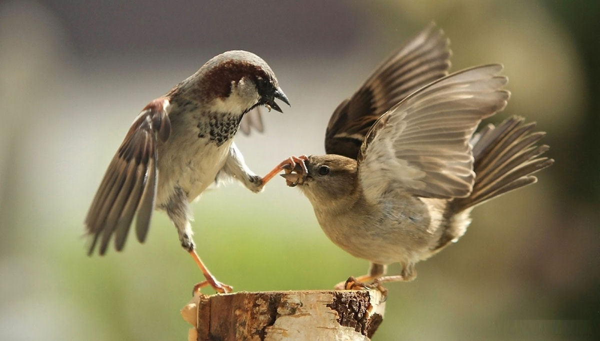 Acabando com a romantização: até as aves se divorciam