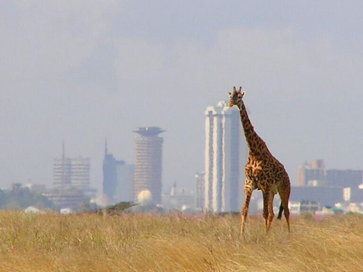 A viso nica dos animais do Parque Nacional de Nairobi