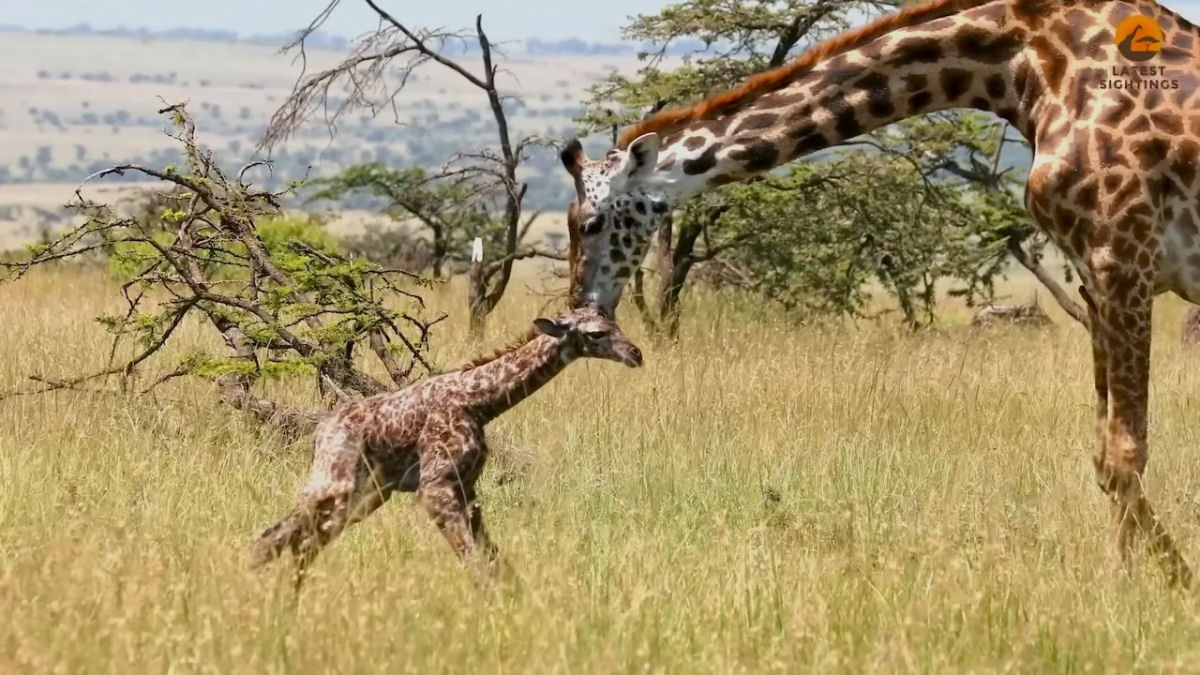 Beb girafa d os primeiros passos vacilantes minutos depois de nascer