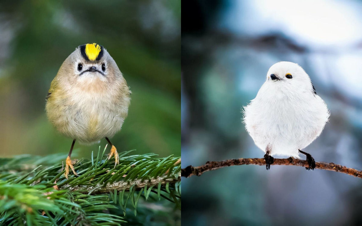Os pássaros fotografados por este finlandês parecem Angry Birds da vida real