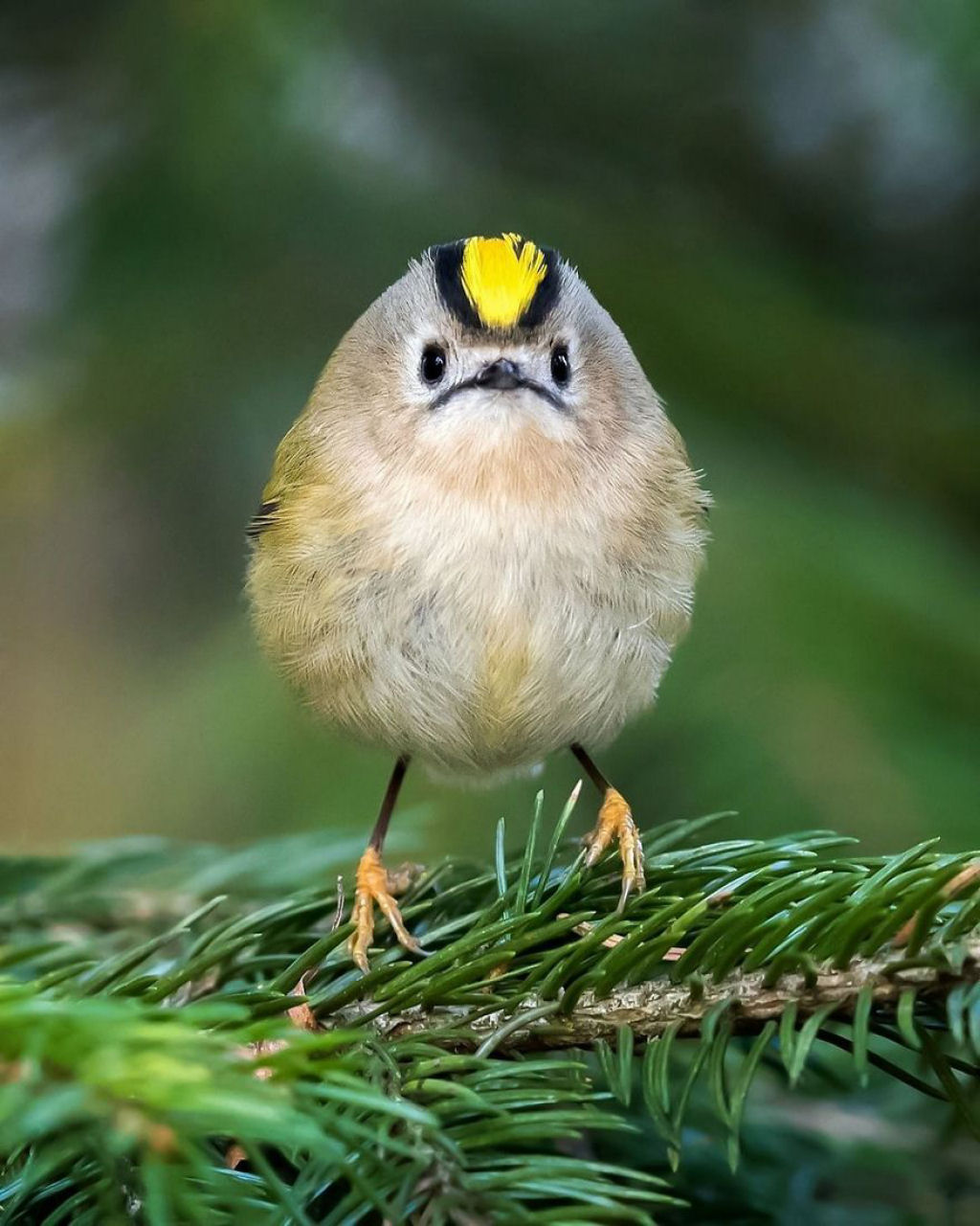 Os pássaros fotografados por este finlandês parecem Angry Birds da vida real 02