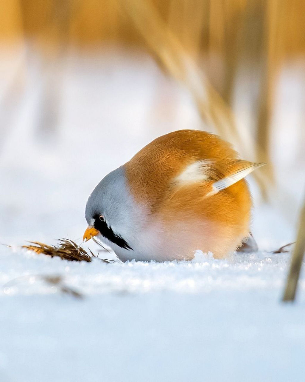 Os pássaros fotografados por este finlandês parecem Angry Birds da vida real 03