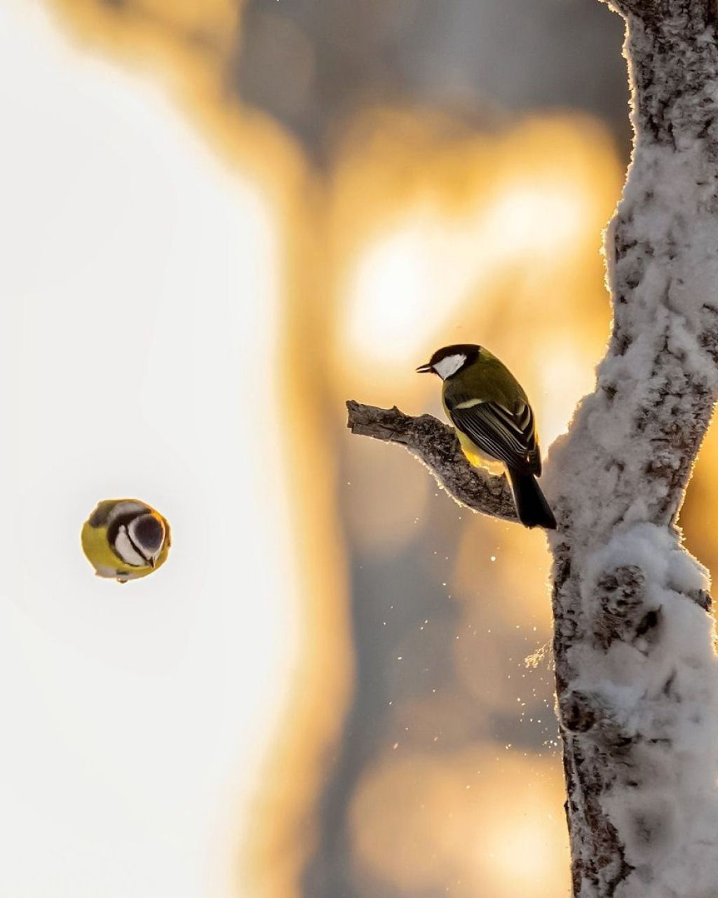 Os pássaros fotografados por este finlandês parecem Angry Birds da vida real 05