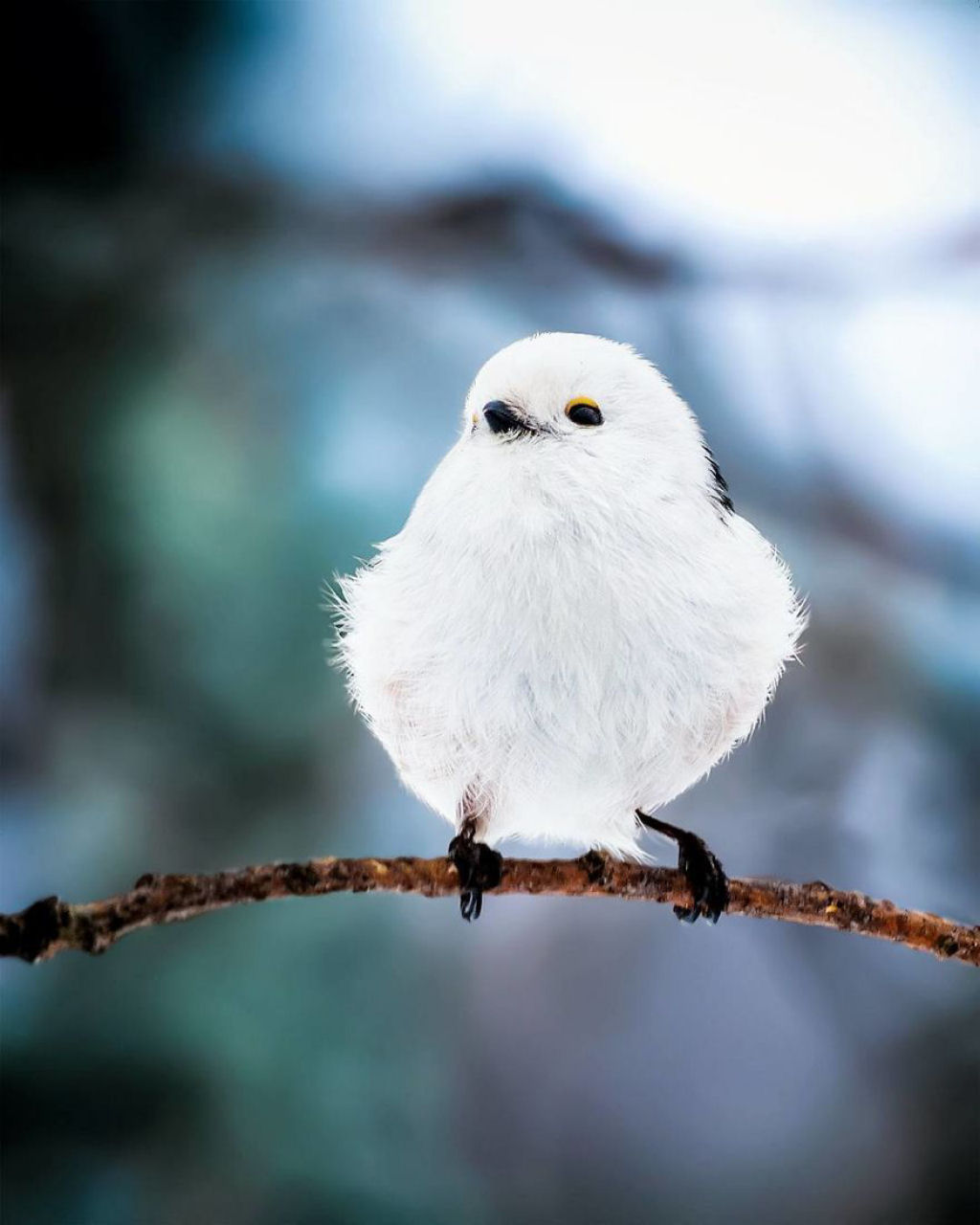 Os pássaros fotografados por este finlandês parecem Angry Birds da vida real 09