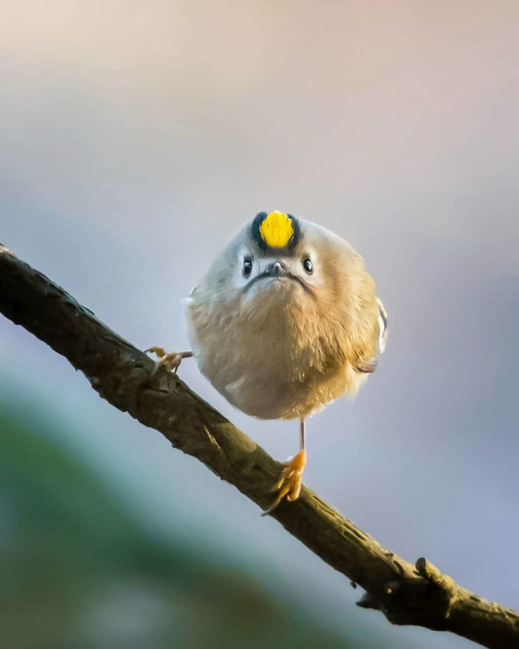 Os pássaros fotografados por este finlandês parecem Angry Birds da vida real 10