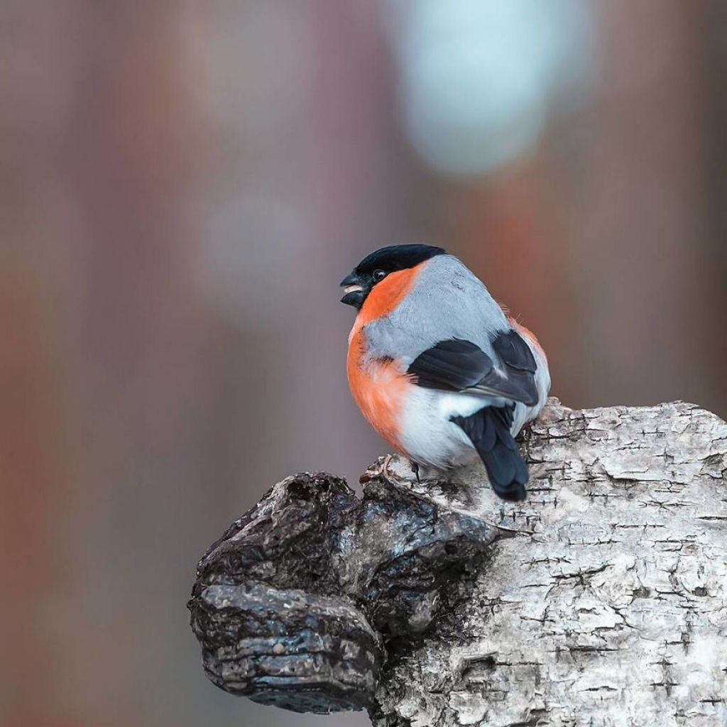 Os pássaros fotografados por este finlandês parecem Angry Birds da vida real 13