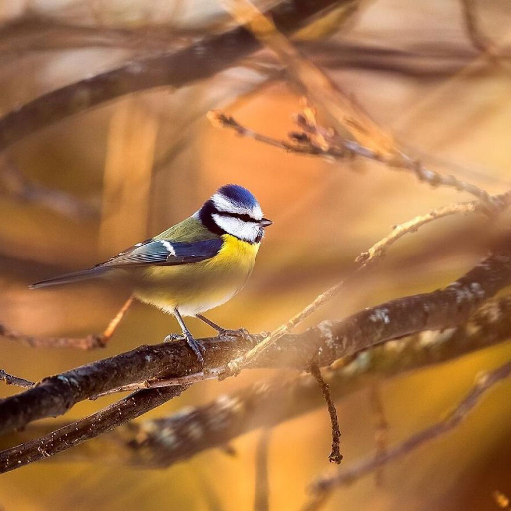 Os pássaros fotografados por este finlandês parecem Angry Birds da vida real 14
