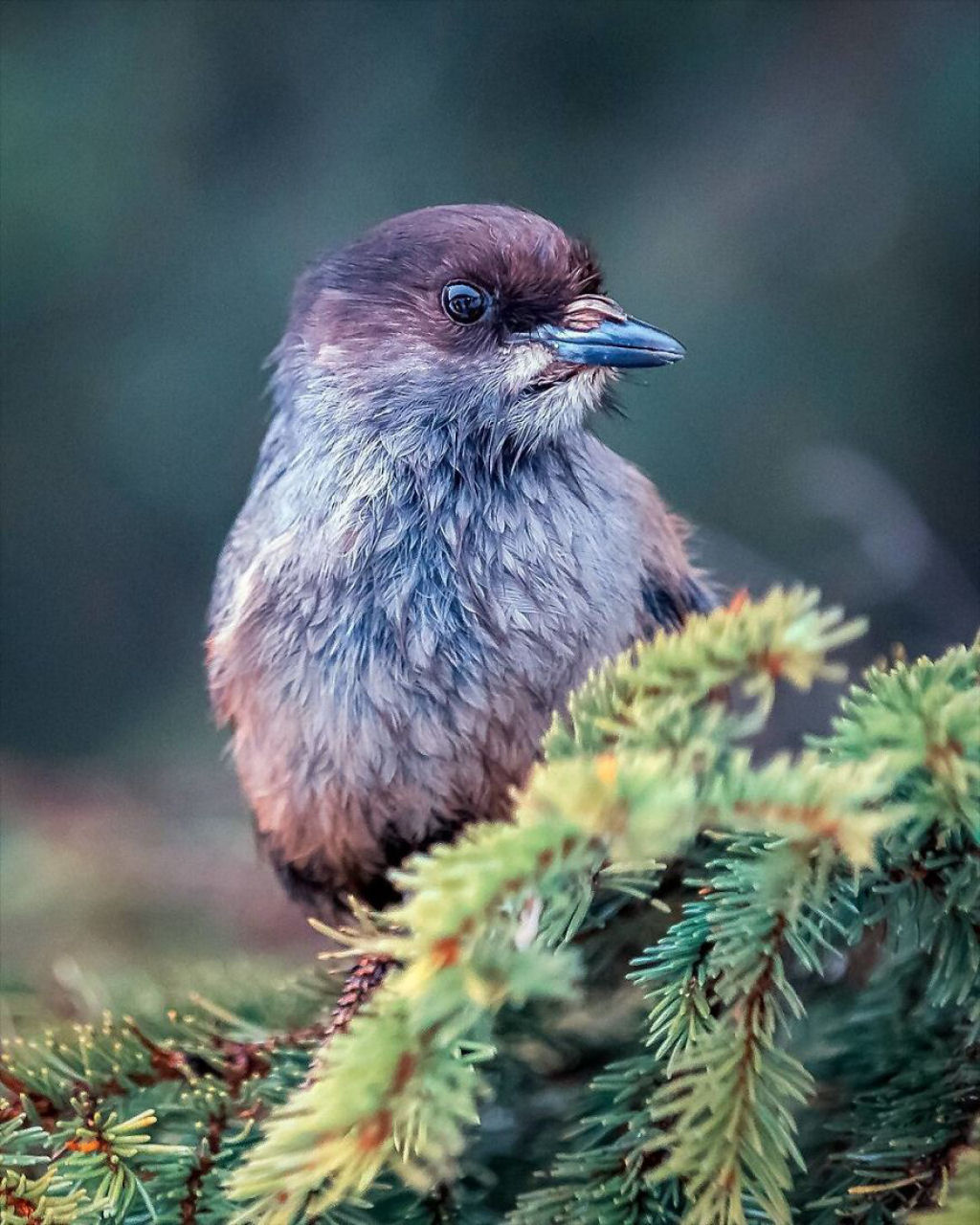 Os pássaros fotografados por este finlandês parecem Angry Birds da vida real 15