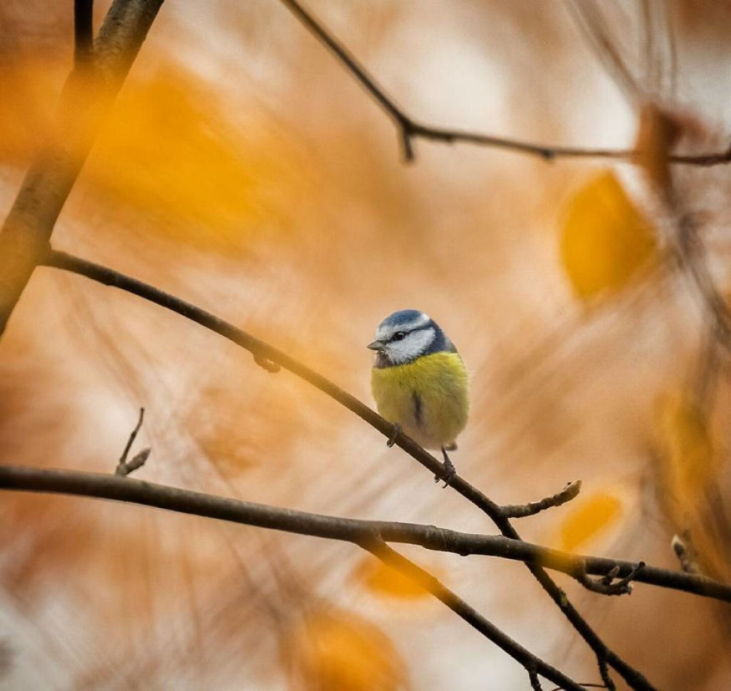 Os pássaros fotografados por este finlandês parecem Angry Birds da vida real 17