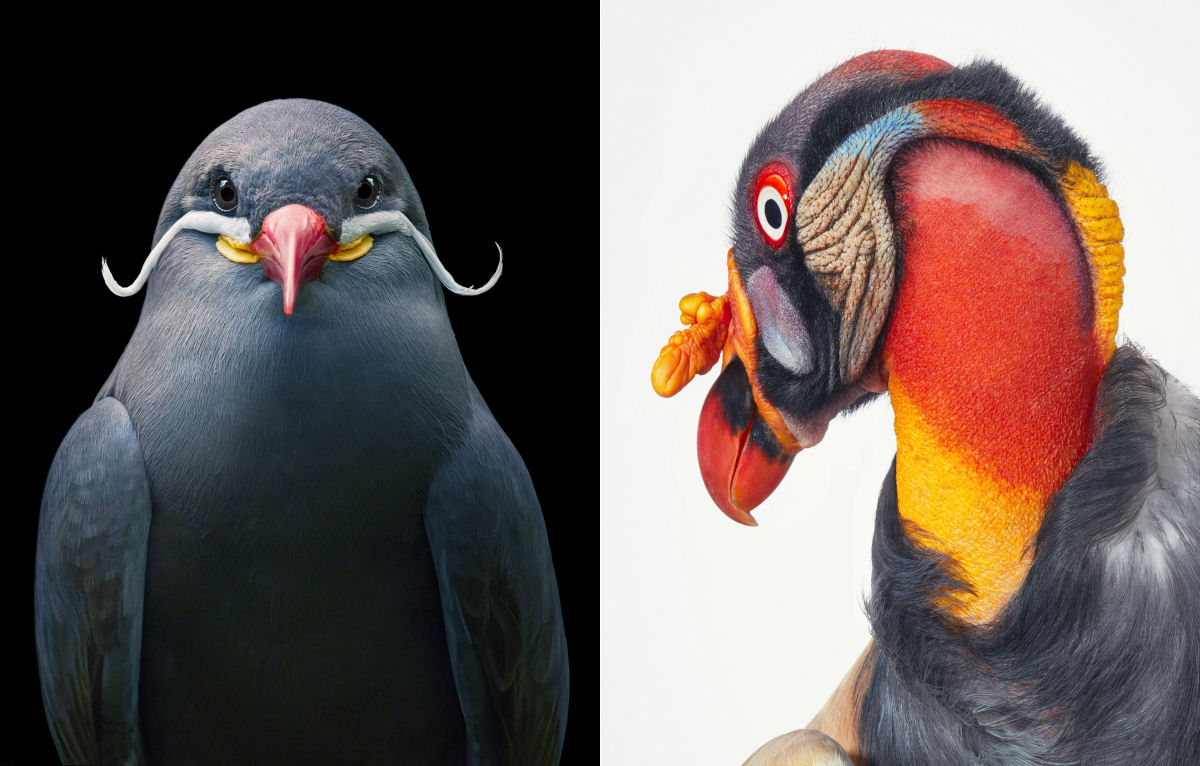 Fotógrafo londrino continua emoldurando pássaros ameaçados de extinção em retratos impressionantes 01