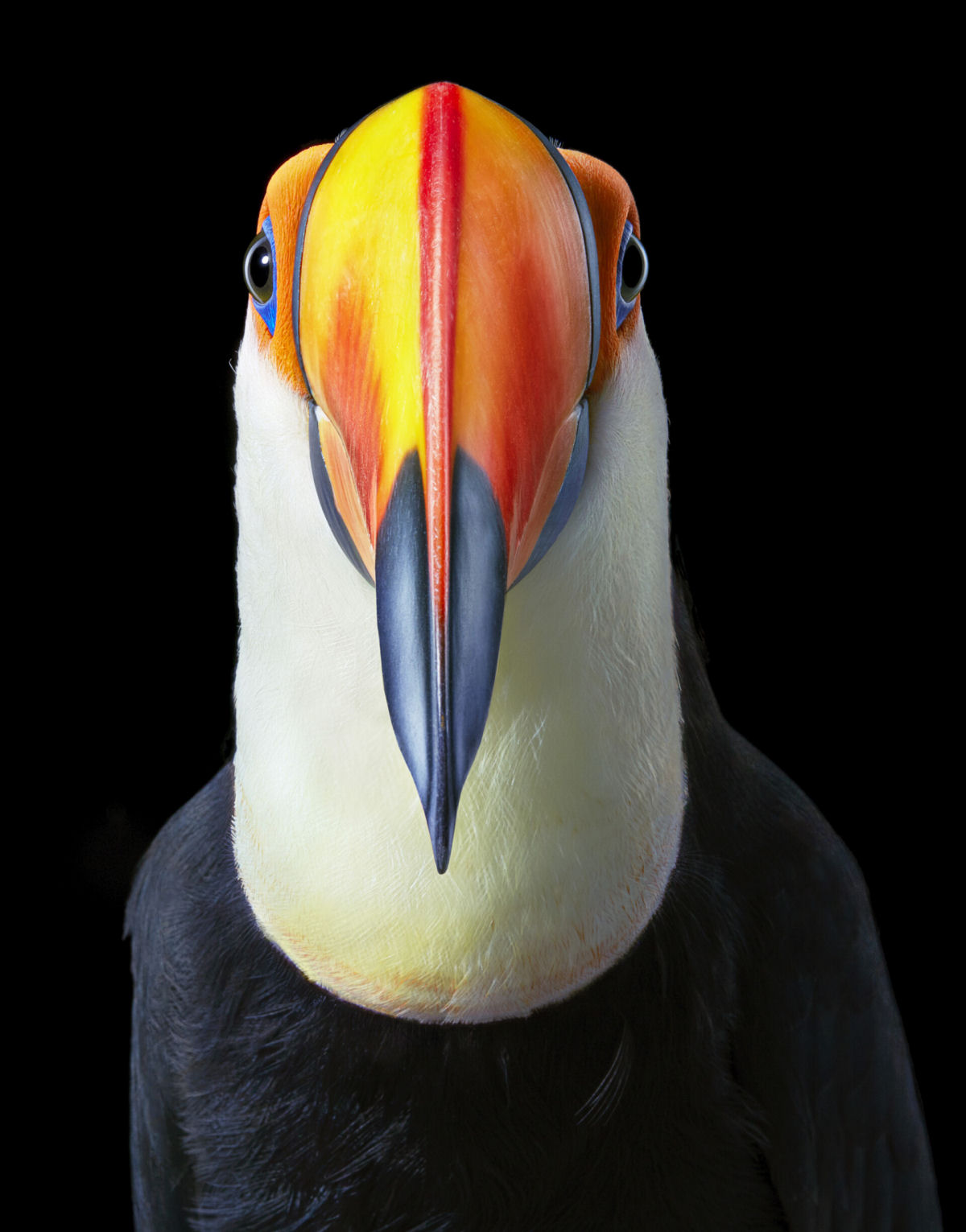Fotógrafo londrino continua emoldurando pássaros ameaçados de extinção em retratos impressionantes 04