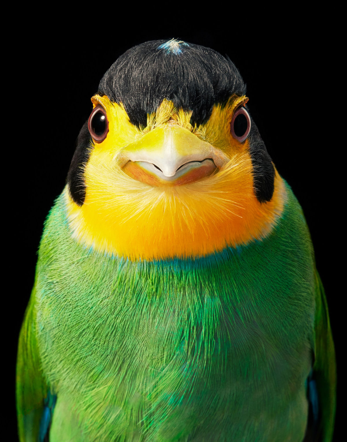 Fotógrafo londrino continua emoldurando pássaros ameaçados de extinção em retratos impressionantes 06