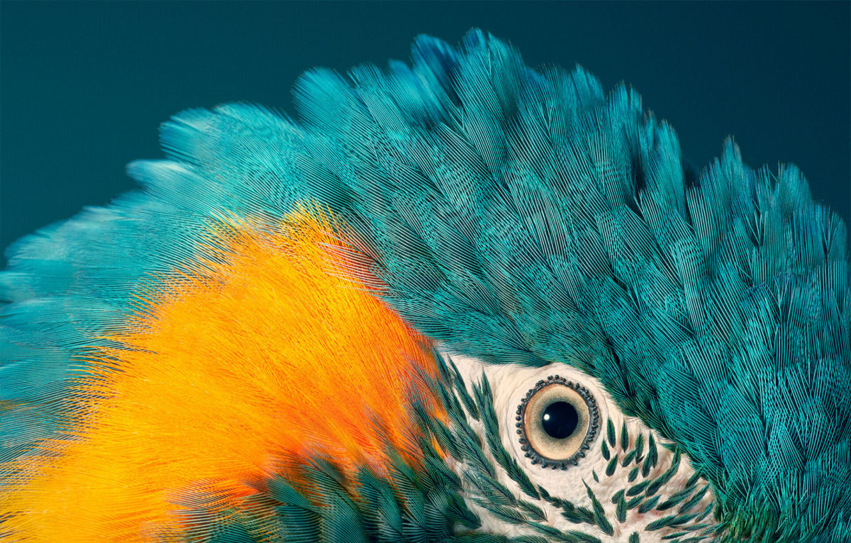 Fotógrafo londrino continua emoldurando pássaros ameaçados de extinção em retratos impressionantes 07