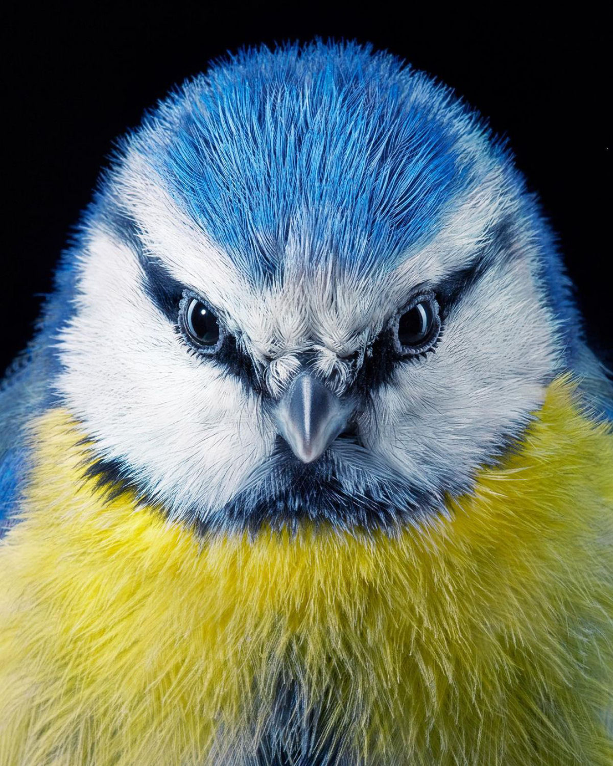 Fotógrafo londrino continua emoldurando pássaros ameaçados de extinção em retratos impressionantes 08