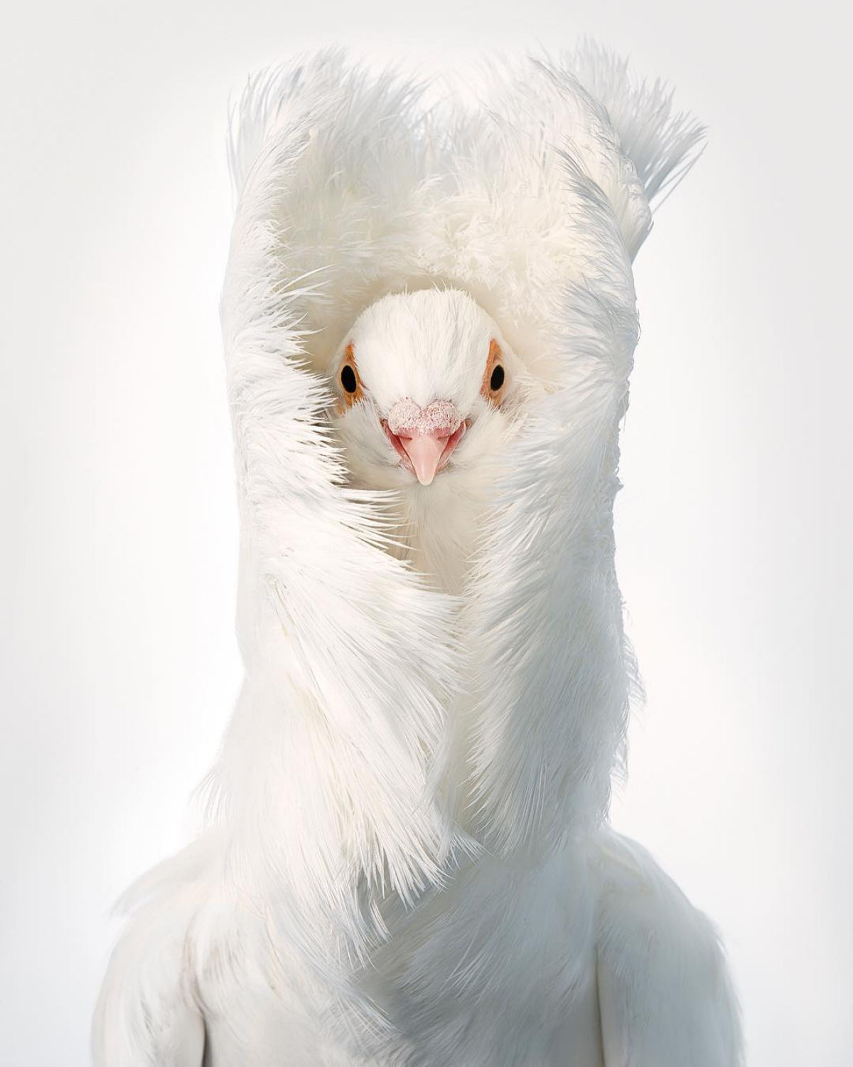Fotógrafo londrino continua emoldurando pássaros ameaçados de extinção em retratos impressionantes 09