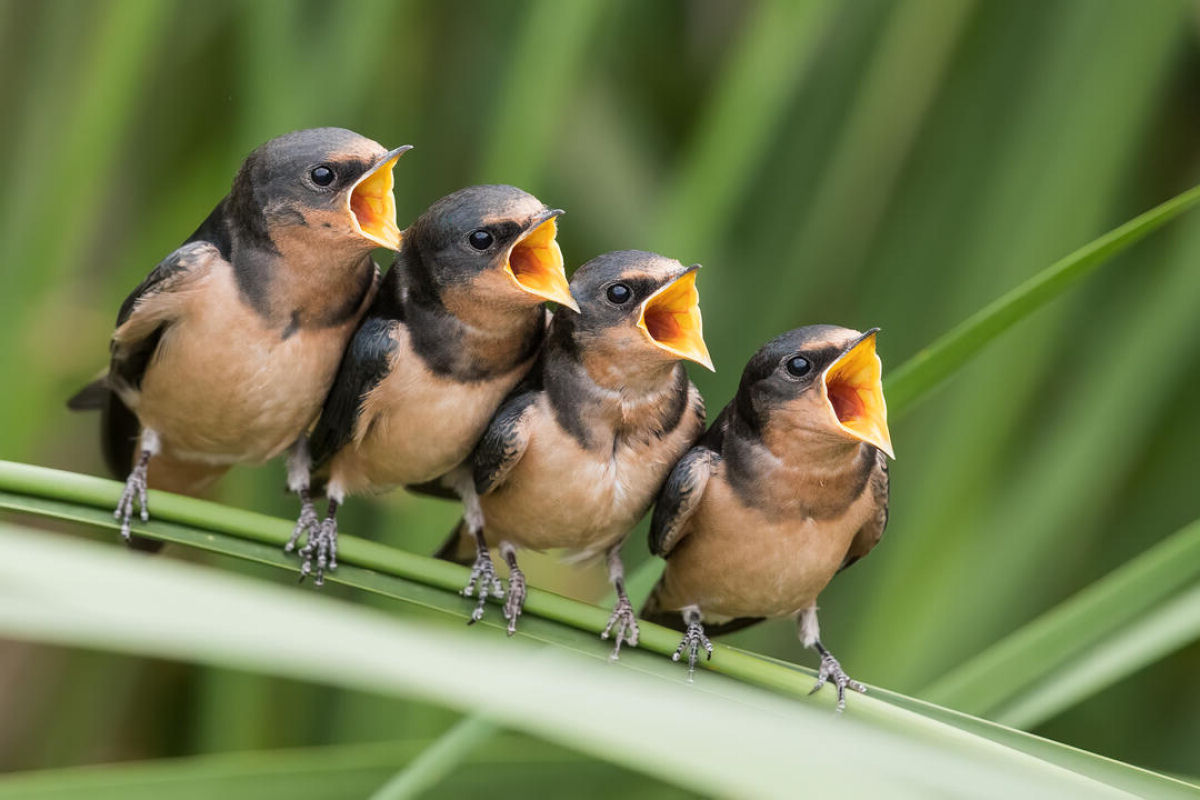 Por que algumas aves cantam enquanto outras grasnam e martelam?