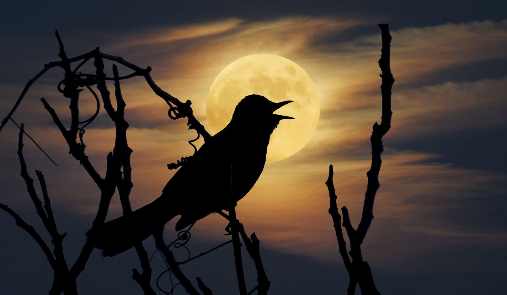 Poluição luminosa engana pássaros que estão cantando mais cedo pela manhã e mais tarde à noite