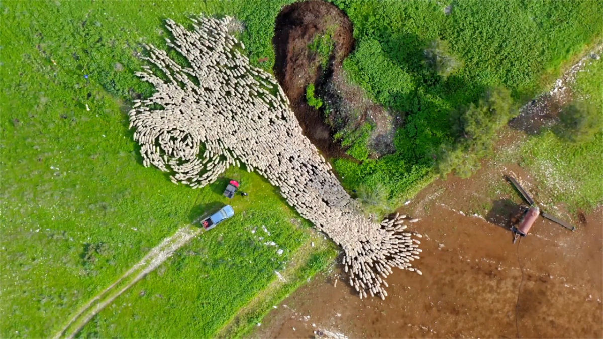 Hipnotizante time-lapse registra os padrões ondulantes do pastoreio de ovelhas em Israel
