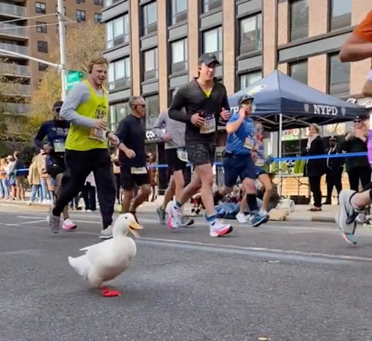 Pata adorável corre a maratona da cidade de Nova York... com tênis e tudo