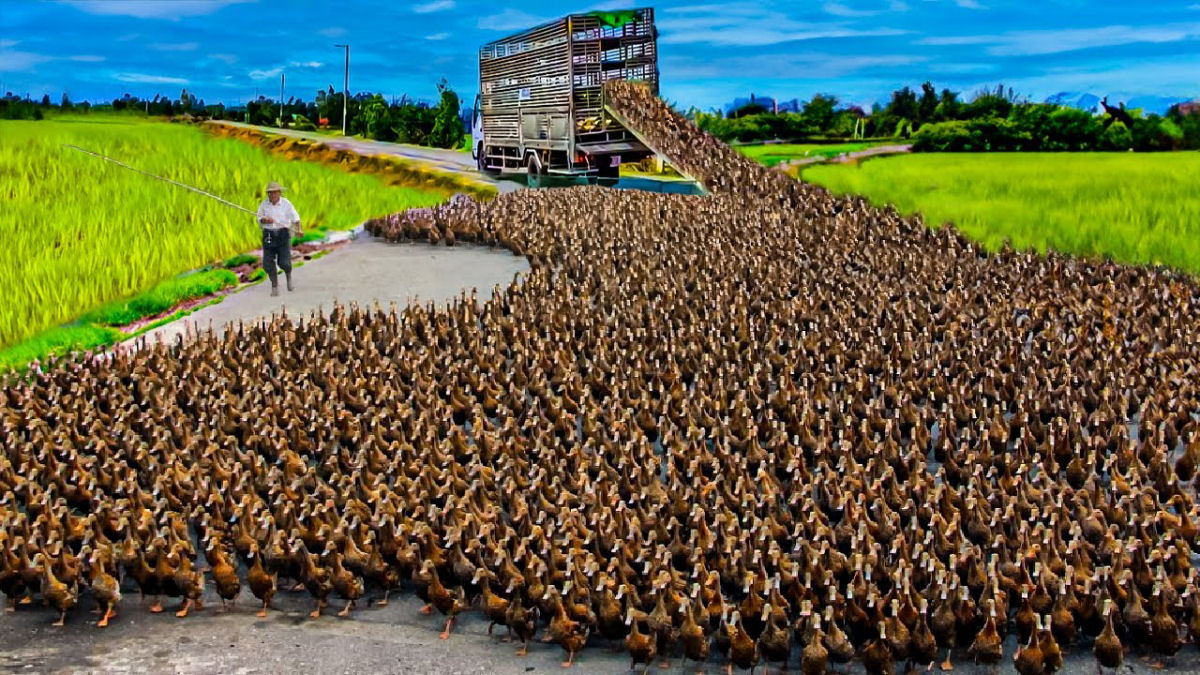 Como dezenas de milhares de patos so criados nos arrozais da Tailndiaa