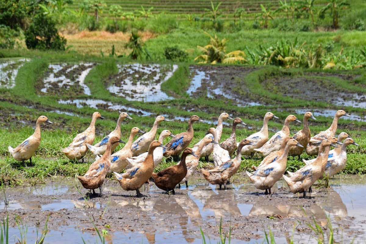 Como dezenas de milhares de patos so criados nos arrozais da Tailndiaa