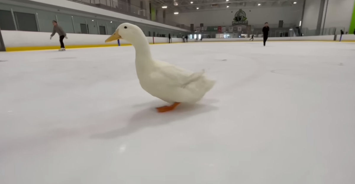 Pato vai patinar no gelo com seu humano