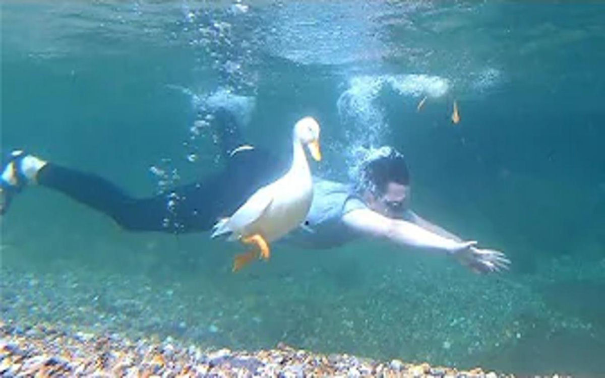 Patos imitam seu humano mergulhando